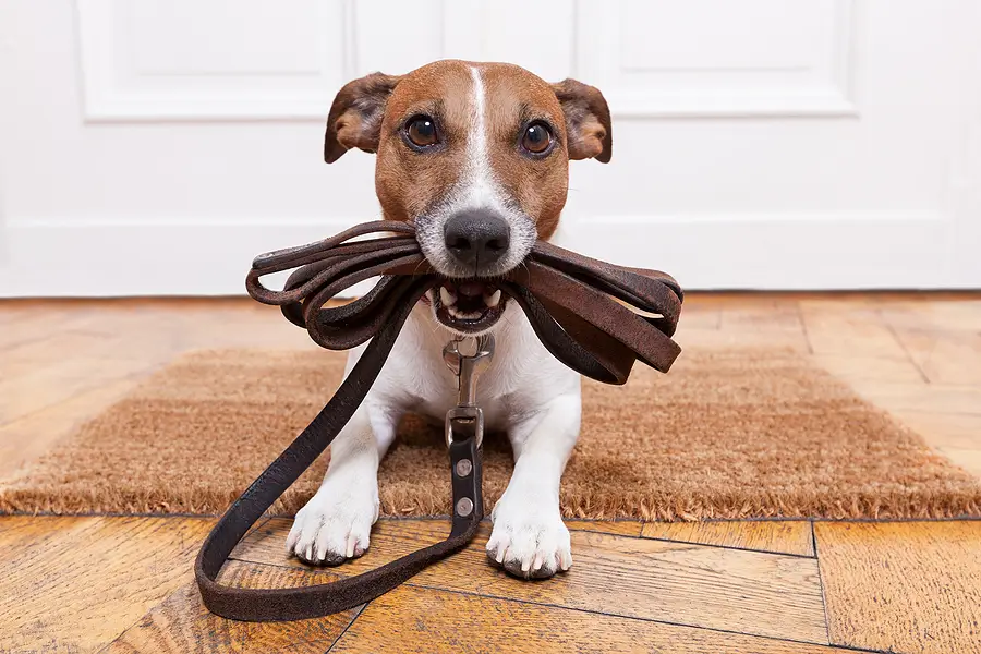 Bryan Property Management Tips: Creating Pet-Friendly Rental Policies